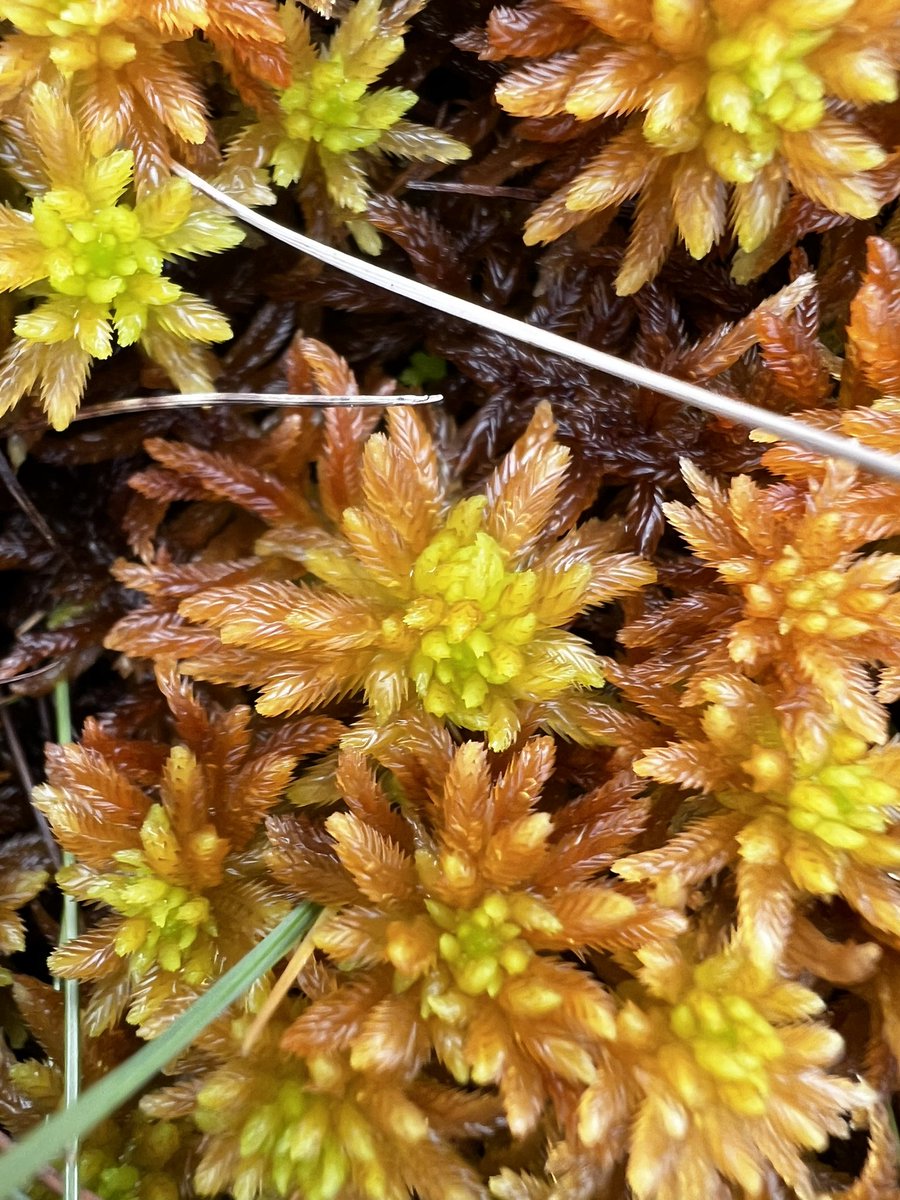 Beauty of Sphagnum ♥️ during the field camping in the #Norway with colleagues from @NINAforskning and from the PEATFLAMES project @utriculator @hrob1632 @marciszowna 🔬🤩🔥@NCN_PL
