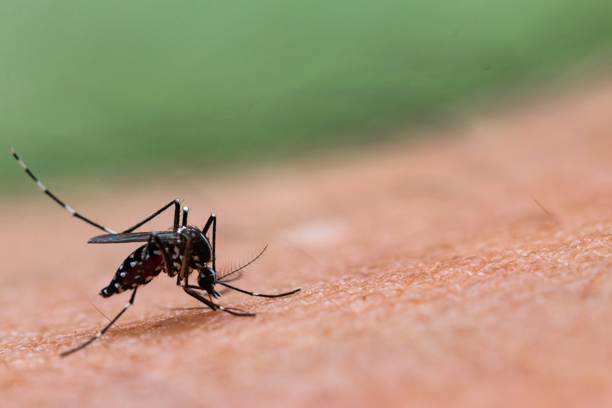 WorldDengueDay's tweet photo. Mechanical transmission of #dengue virus by Aedes aegypti may influence disease transmission dynamics during outbreaks 
https://t.co/VOOWJcwbUW https://t.co/FcI4gNNP2m