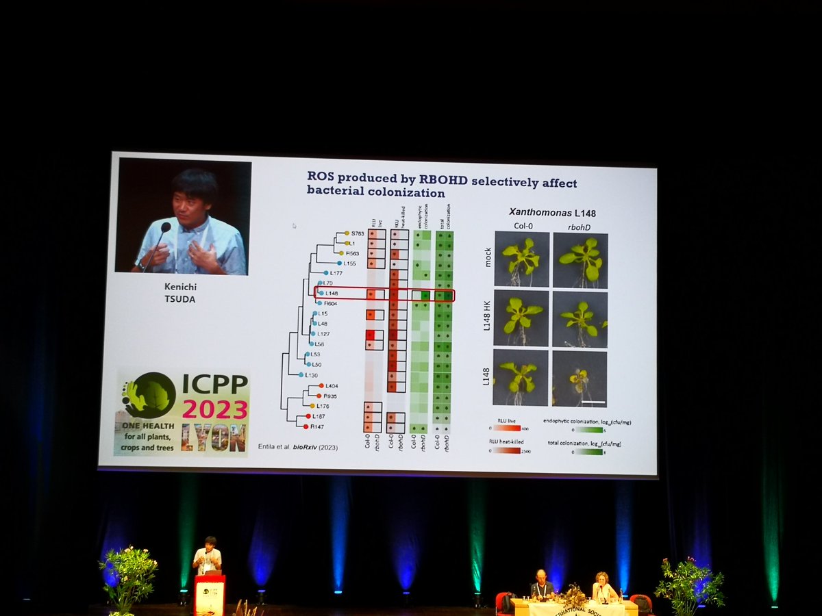 speederpoussin's tweet photo. @Billion_of_Gods exciting results on #Reactive #oxygen #spexies signaling in #bacteria #colonization @icpp2023 #ICPP2023 #phytopathology https://t.co/YRGGY4rton