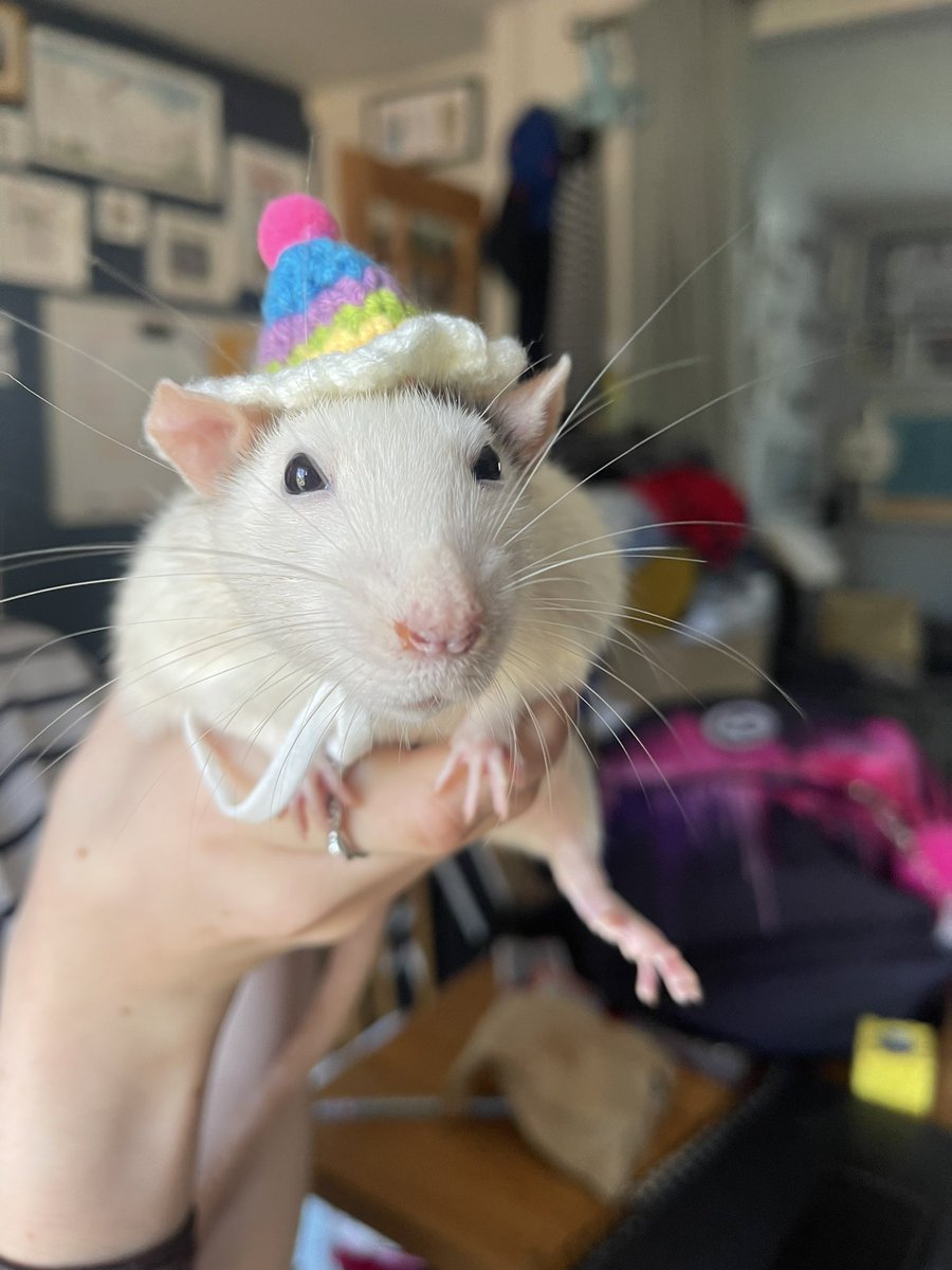 writtenbyruth's tweet photo. @RattusDebicus Wallace and Toast think that’s normal and a great idea! They will try it!! https://t.co/Ha3EnFPlKz