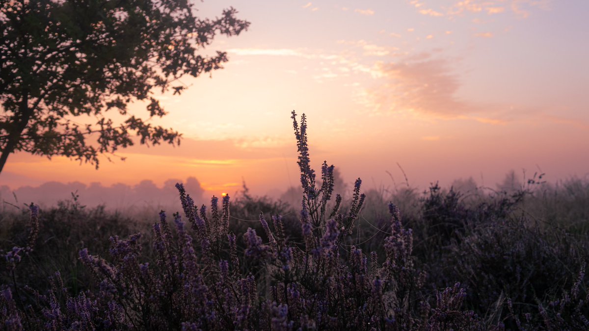 TPulles's tweet photo. In de vroege ochtend een rondje #Strabrechtsehei met de hei in bloei #purple #regio #mooiwonen @MRE_netwerk https://t.co/eBWLPrMqaY