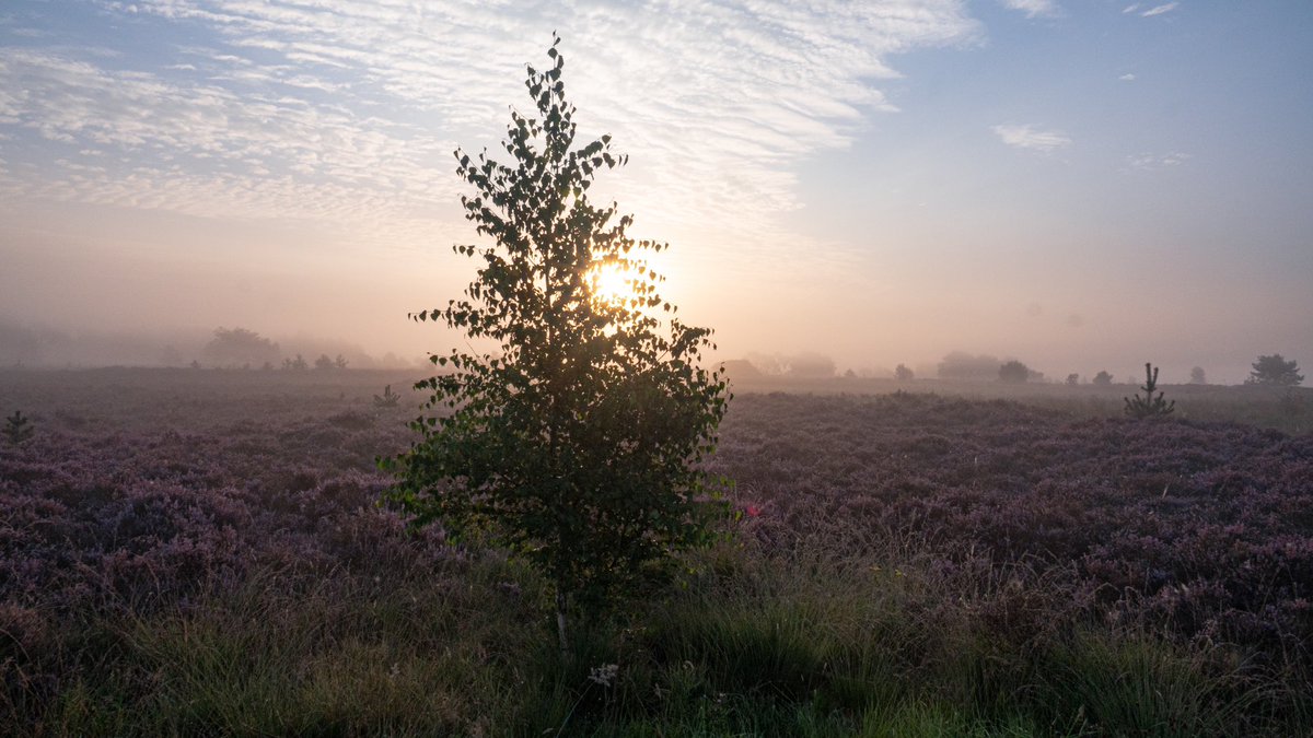 In de vroege ochtend een rondje #Strabrechtsehei met de hei in bloei #purple #regio #mooiwonen <a href="/MRE_netwerk/">Metropoolregio Eindhoven</a>