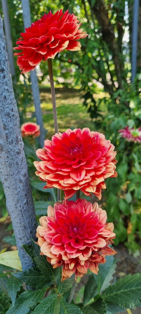 Fell under the spell cast by these dahlias during a recent visit to Italy.
