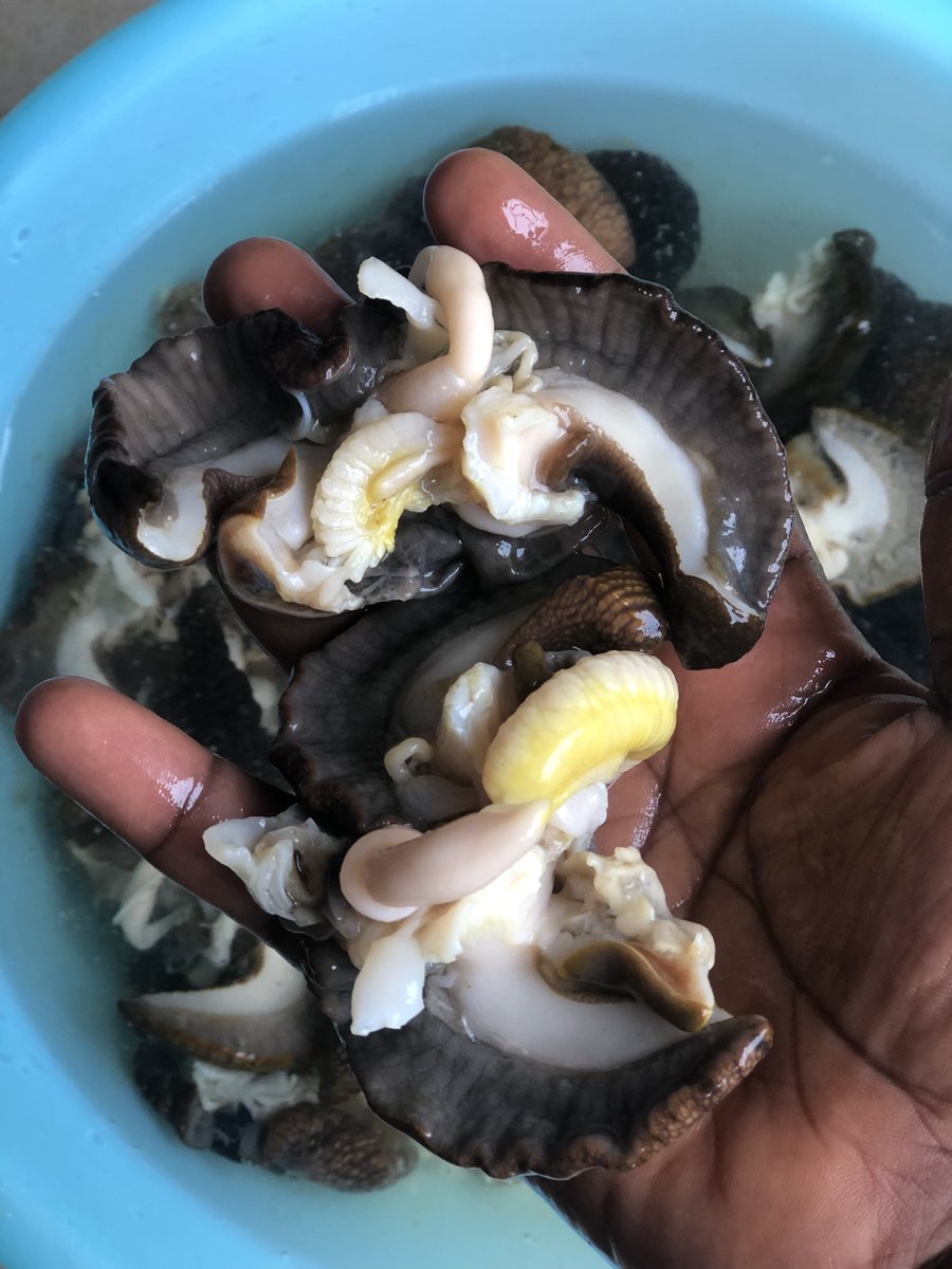 thesnailvendor's tweet image. Dm to order, please repost.
#Deliverynationwide
#Naturalsnails 
#Veryaffordable