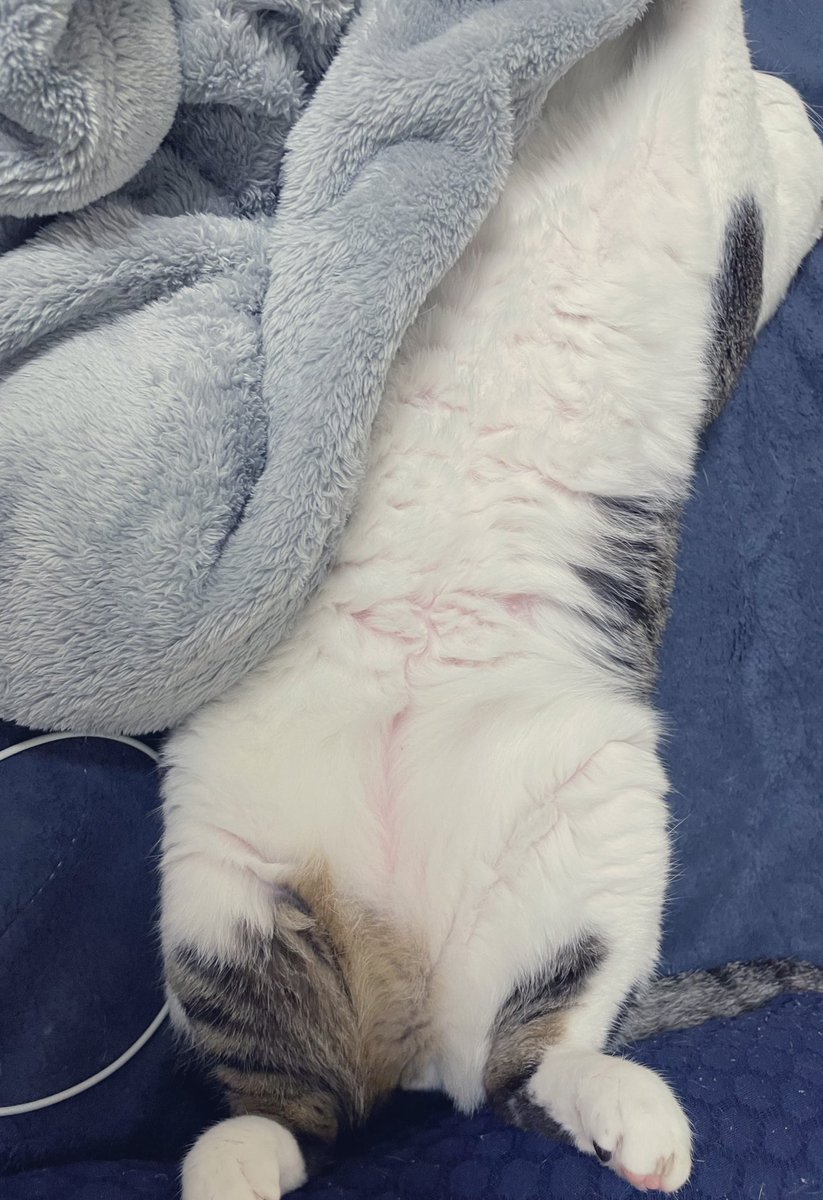 miii_1983's tweet photo. 今日のロロ。
腹だしスタイル💤
モフ���たいお腹してますな〜 https://t.co/L8zFQTW6lv