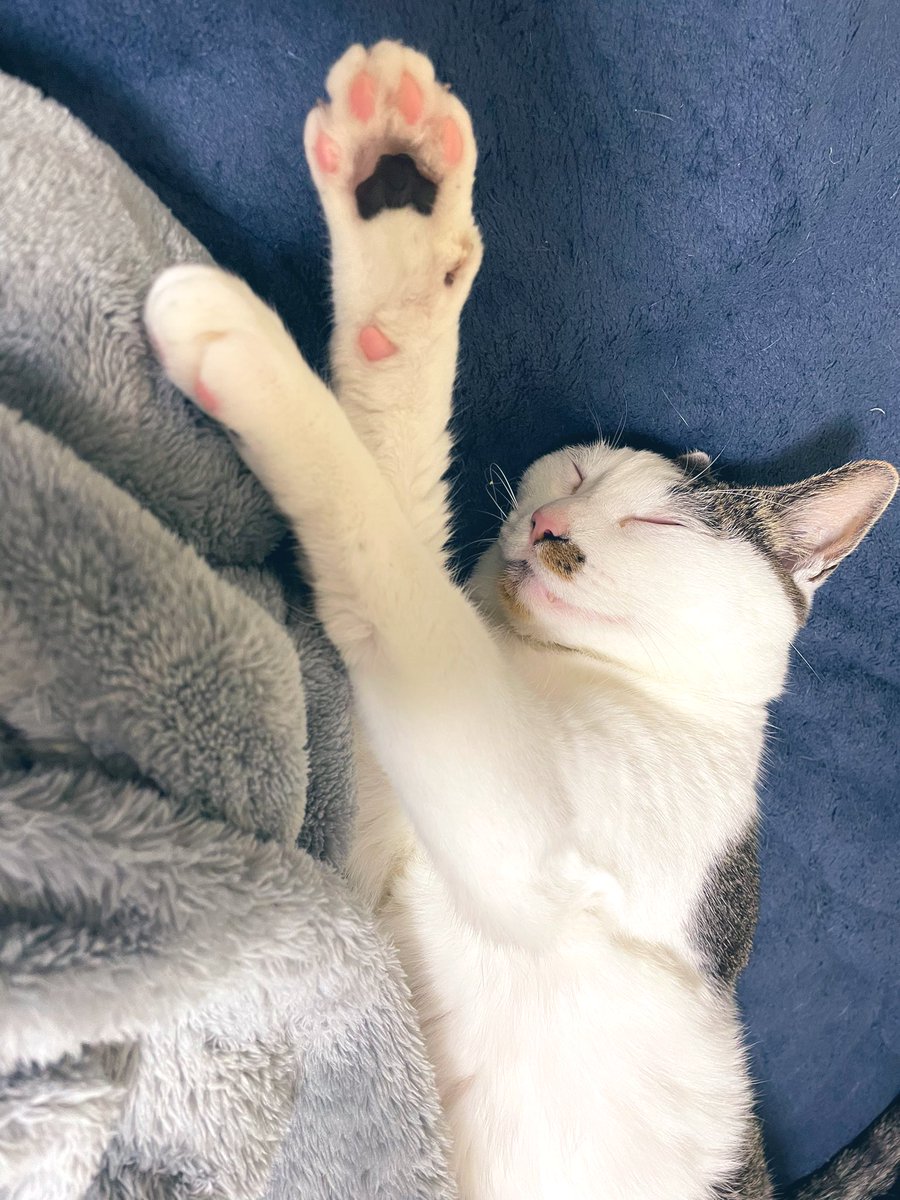 miii_1983's tweet photo. 今日のロロ。
腹だしスタイル💤
モフ���たいお腹してますな〜 https://t.co/L8zFQTW6lv