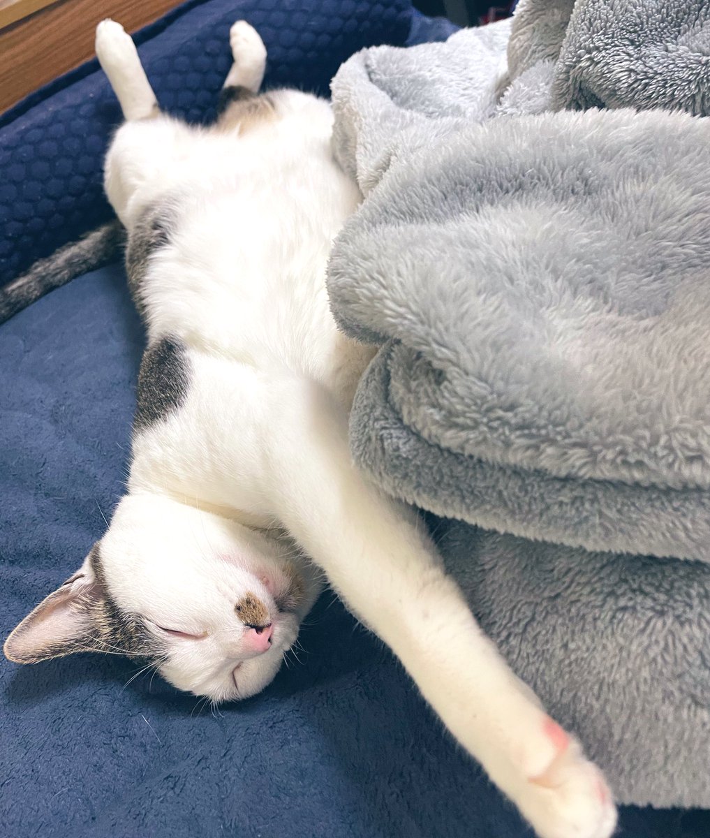 miii_1983's tweet photo. 今日のロロ。
腹だしスタイル💤
モフ���たいお腹してますな〜 https://t.co/L8zFQTW6lv