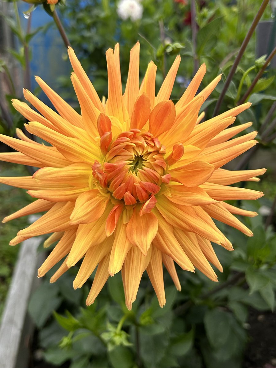NikkiJBarrett's tweet photo. Yellow Star #DailyDahlia #Dahlia https://t.co/bTNM4RdGKa