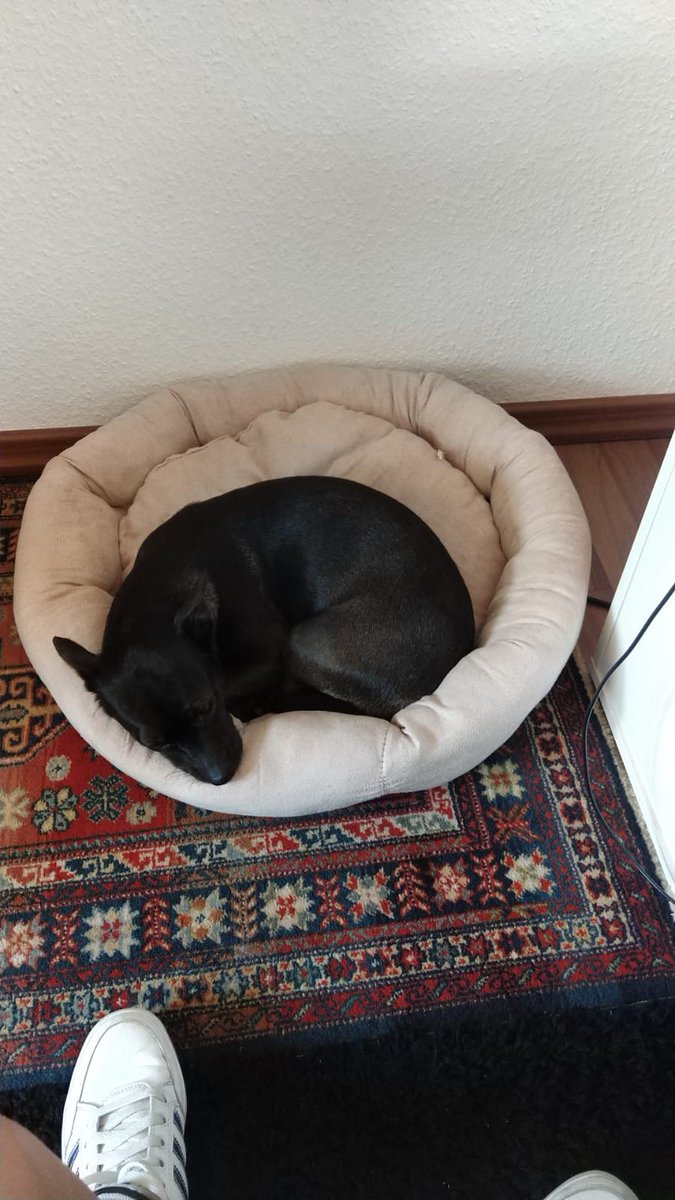 RavenMus1c's tweet photo. No matter what I do, my baby is always with me. 😍😍 🩷 #studiolife #music #studio #makingmusic #doglove #ravenstyle #dog #thila https://t.co/r8DtBV63x3