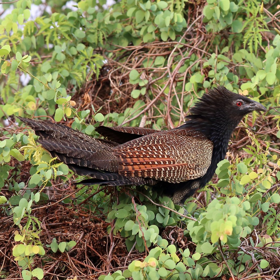 The Pheasant Coucal is our #BirdOfTheWeek! Did you know they are the only cuckoo species in Australia to raise their own young? Most cuckoo species lay their eggs in the nests of other birds.

📸 Pheasant Coucals by Melanie Grills, Robert Toneguzzo & Andrew Silcocks