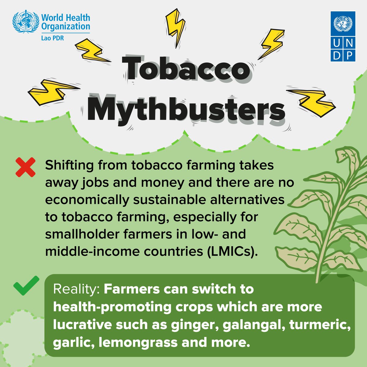 UNDPLaoPDR's tweet photo. #WHOxUNDP #TobaccoMythBustersTheSeries #MythBusterEP4
👉There are better livelihoods &amp; opportunities for #tobacco farmers ➡️ switch to other crops (prioritizing health-promoting ones✅), crop combinations &amp; farming systems. https://t.co/Yq6tz5xHWu