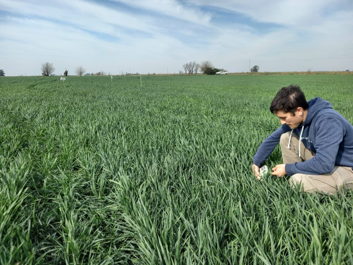 ProfertilAgro's tweet photo. Junto con Alfagro SA realizamos mediciones del índice de clorofila sobre lotes con una franja de suficiencia de Nitrógeno (N) 🌿. Para medir utilizamos #spadminolta 🧐. La conclusión fue fertilizar únicamente donde donde la deficiencia de N es notoria. @RodrigoFalcone5 https://t.co/c1GHvTaQ1D