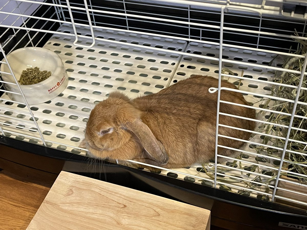 nobirio02's tweet photo. 最近のアリス🐰
ケージ内でトイレを使わなくなり、部屋んぽ中も冒険やお友達（ぬいぐるみ）への挨拶もしなくなり…甘えん坊が増しています。すっかり別うさぎ🐰になってしまいました😢
#うさぎ　#ロップイヤー　#うさぎと暮らす  #うさぎのいる生活 https://t.co/Vp6xELHTVW