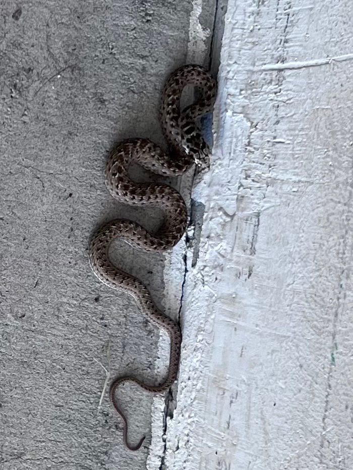 ¿Algún herpetólogo que la identifique?
Estaba en un garaje en la sierra de Guadarrama. 
#herpetologo
#serpientes
#culebra
#vivora