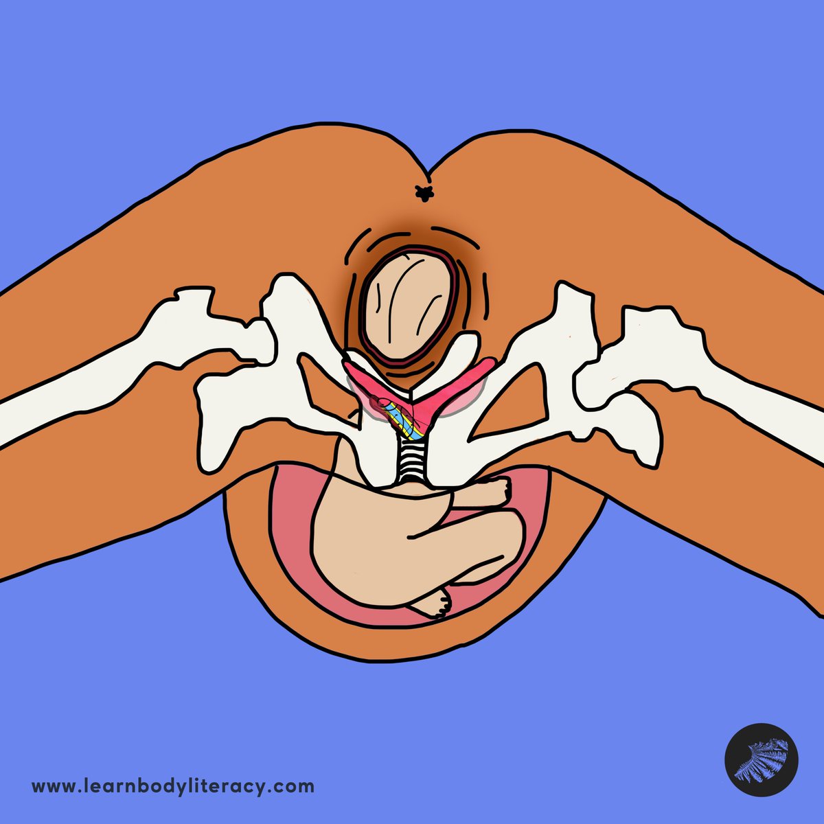 learnbodylit's tweet image. The Role of the Clitoris In Childbirth

The #clitoris is most well known for its role in sexual response, but as we learn more about the it, we find that like most other organs, it has multiple purposes.

#FAMTaughtMe 
learnbodyliteracy.com