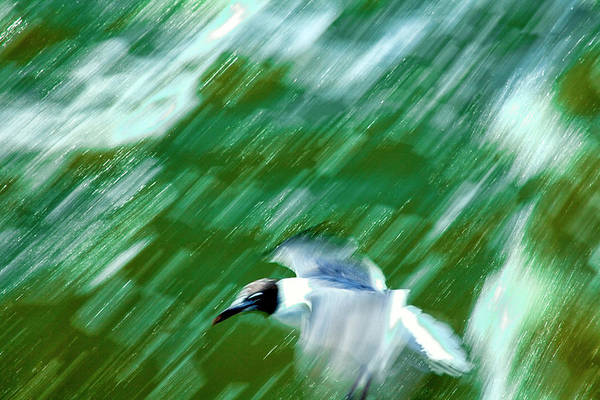 TLawren37609829's tweet photo. Ferry to Surry - captured the gull from the moving boat. https://t.co/kZXKvqdJru #ferryride #boats #seagull #motion #BuyIntoArt #photographylovers #AYearForArt #abstractart https://t.co/JwyMgreqsZ