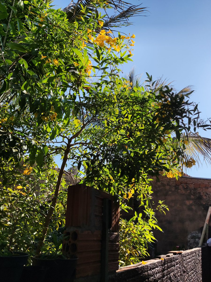Mandyy33248171's tweet photo. Descobri que tenho um Ipê nascendo em um vaso aqui em casa https://t.co/ghnpa83rIP