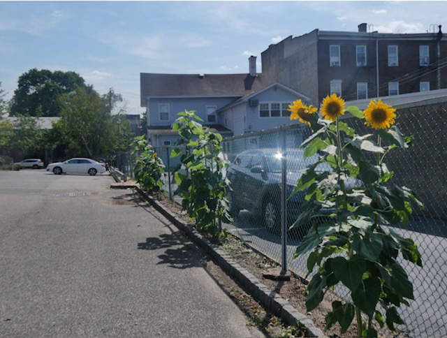 FutureCityInc's tweet photo. @X It's sunflower season! 🌻 https://t.co/mHElAfUhEy