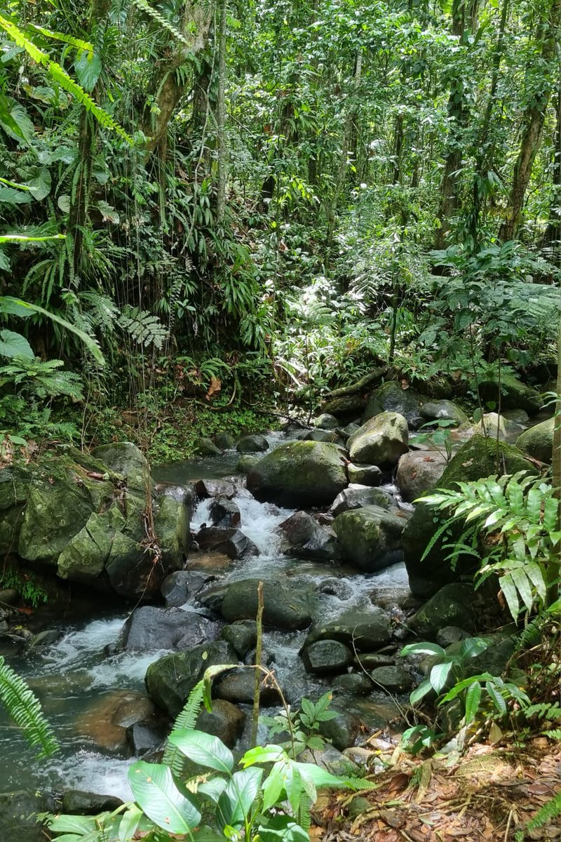 PCHAMOISEAU's tweet photo. Inextricable complexité du vivant, le tout relié à tout, que la science dissèque mais que, sans aucune mystique, le poétique devine. --- Guadeloupe, rivière des écrevisses. https://t.co/YdQNOvkwV4