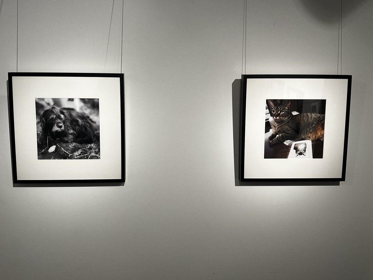Black and white is classic. Enjoy these photos from Claire Goldstein that are currently displayed as part of the Canines and Felines II exhibit at NordHaus Apartment Homes Tiny Gallery.