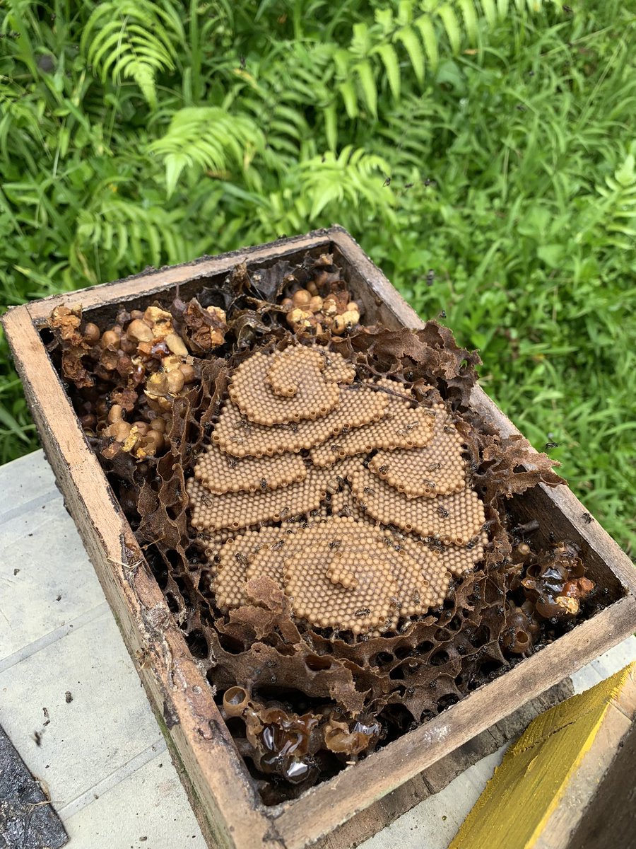 piacruz's tweet photo. @gunsnrosesgirl3 Amazing! I raise stingless bees and their
hives are fascinating ❤️ https://t.co/ggOsZv0dbX