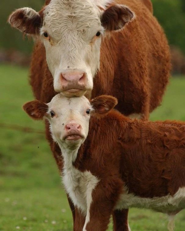 CowVibesOnly's tweet photo. Cows are amongst the gentlest of breathing creatures. https://t.co/YE0pZy4gHd