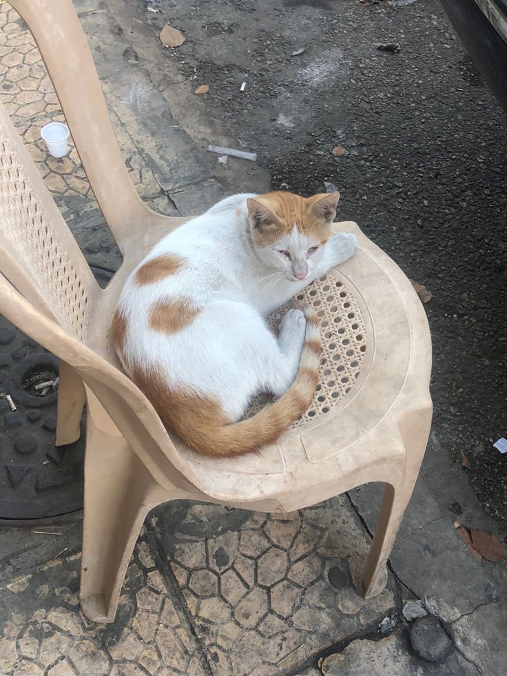 🧺 : ｡⁠*ﾟ⁠+ hello, baby! 🐈🌷

#akia_rchive