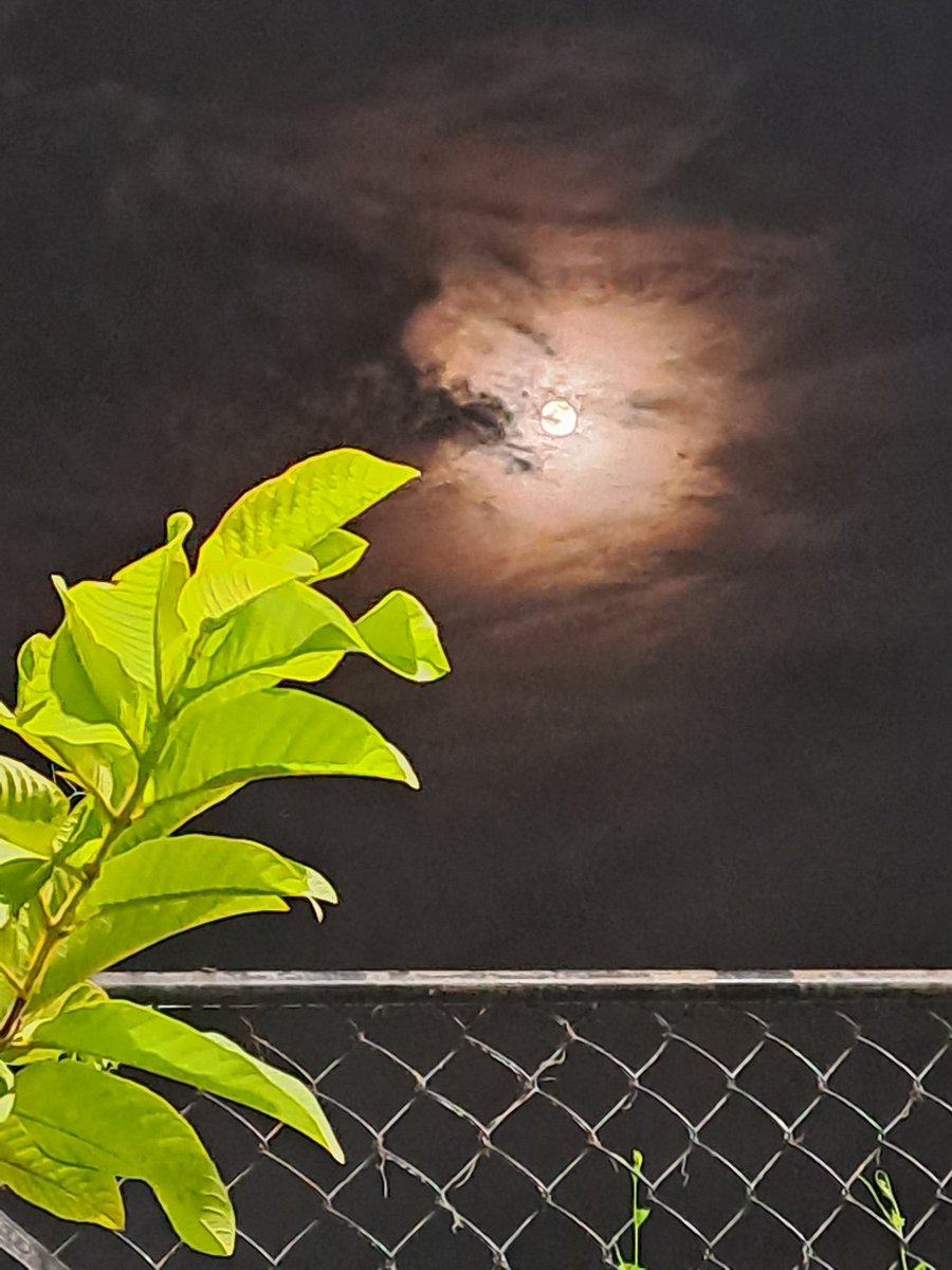 Monideepa Banerjie tweet media