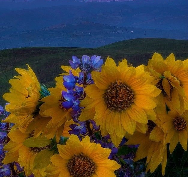 sunflowerchives's tweet photo. pretty life🌻 https://t.co/FHh3sfoZwa