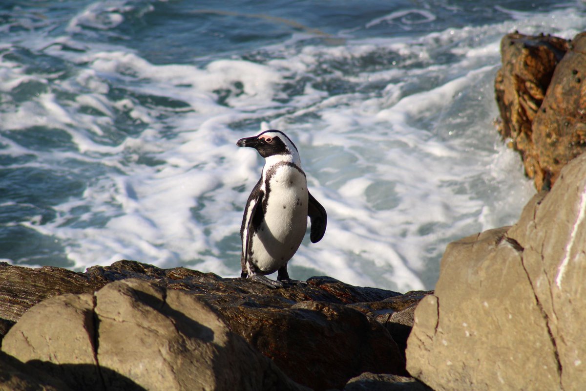 Good news for @BirdLife_SA's project to re-establish an #Africanpenguin colony at @CapeNature1 De Hoop Nature Reserve! 5 hand-reared penguins released as fledglings in 2021 resighted & possibly investigating potential breeding sites for the future. More at sanccob.co.za/news/african-p…