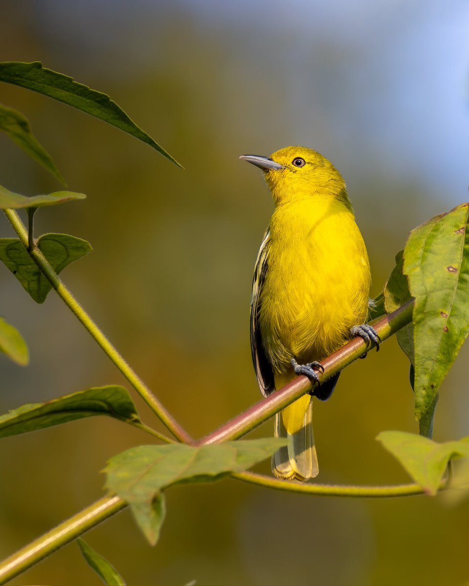 iamgraphik's tweet image. Hello from this yellow bird #commoniora #indiAves #birdphotography #birding #BirdsOfTwitter