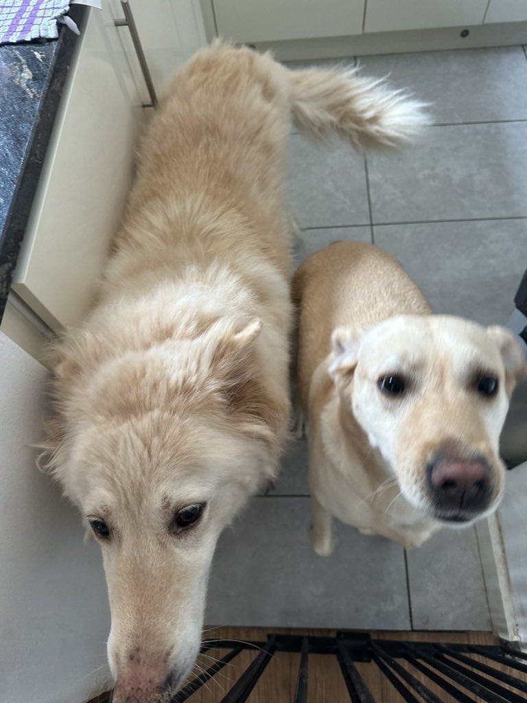 Braindead Bird App tweet media