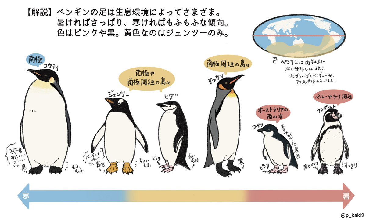 答えと解説です🐧
(マニア向けのつもりはなかったのですが、今回はマニア向けだったようです。足って…よくない…?) 