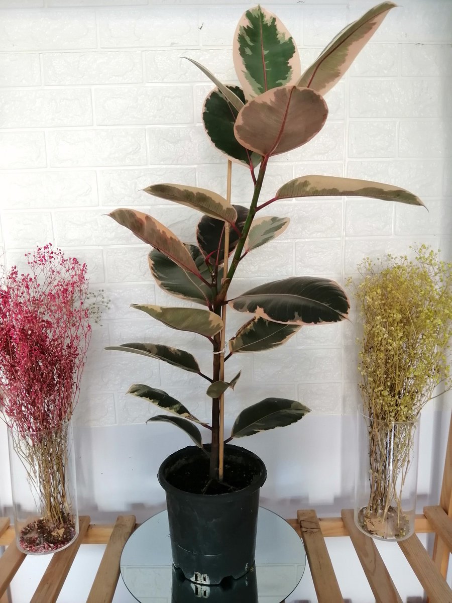 VİTRİNİMİZDE YER ALAN İÇ VE DIŞ MEKAN BİTKİLERİMİZDEN PEMBE #KAUÇUK
SAKSIYLA 90 CM. BİLGİ ALMAK VE SİPARİŞ İÇİN LÜTFEN BİZİ ARAYIN. 0505 697 76 17