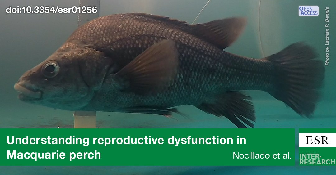 A team from UniSC/NSWDPI is using biotech to understand the reproductive biology of #Macquarieperch, a critically endangered freshwater fish in Australia. It will be key in reviving wild populations of the species bit.ly/esr_51_285