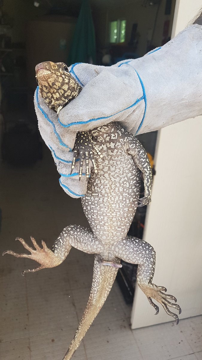 Releasing in the nature a snake caught in the shed / catching a monitor lizard, small Thai village everyday life

“There are, however, some people who believe that if a monitor lizard enters your home then you’re in for some good luck. To further their good fortunes, homeowners