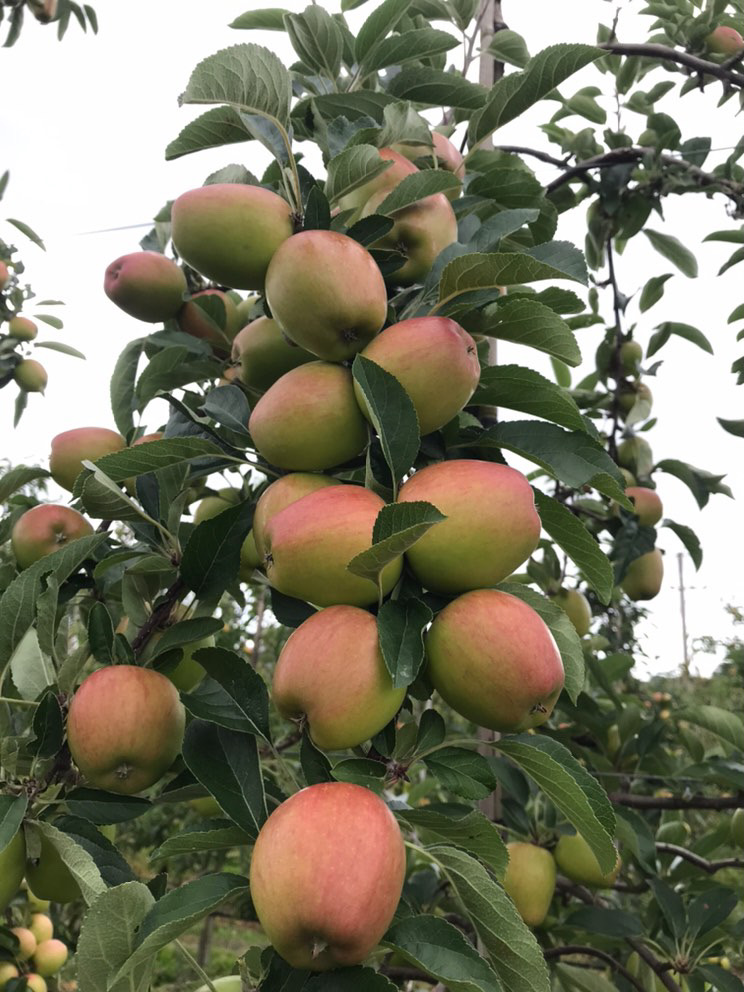 JazzAppleUK's tweet photo. Some lovely images of British JAZZ growing on the trees at Treberva Fruit Farm. Starting to take shape and colour with the British season set to begin in a few months!
.
.
.
.
.
#britishapples #apples #britishgrown #itsjazztime #isitjazztimeyet https://t.co/Uw1UvkHYrr