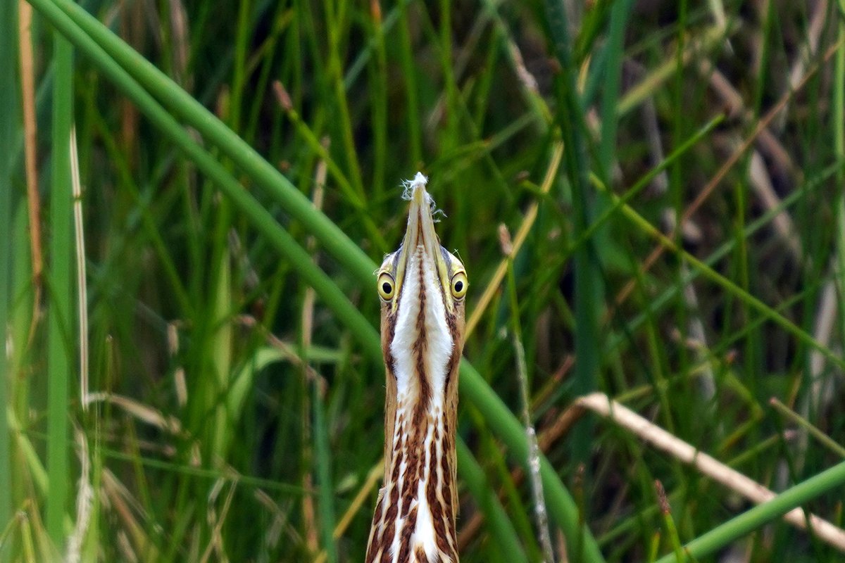 American bitterns can be tough to spot despite their decent size because their striping helps them blend in so well among reeds and grasses. They often stand still along marshes as they watch for fish, frogs, small mammals, insects and more.

📷 Courtney Celley/USFWS