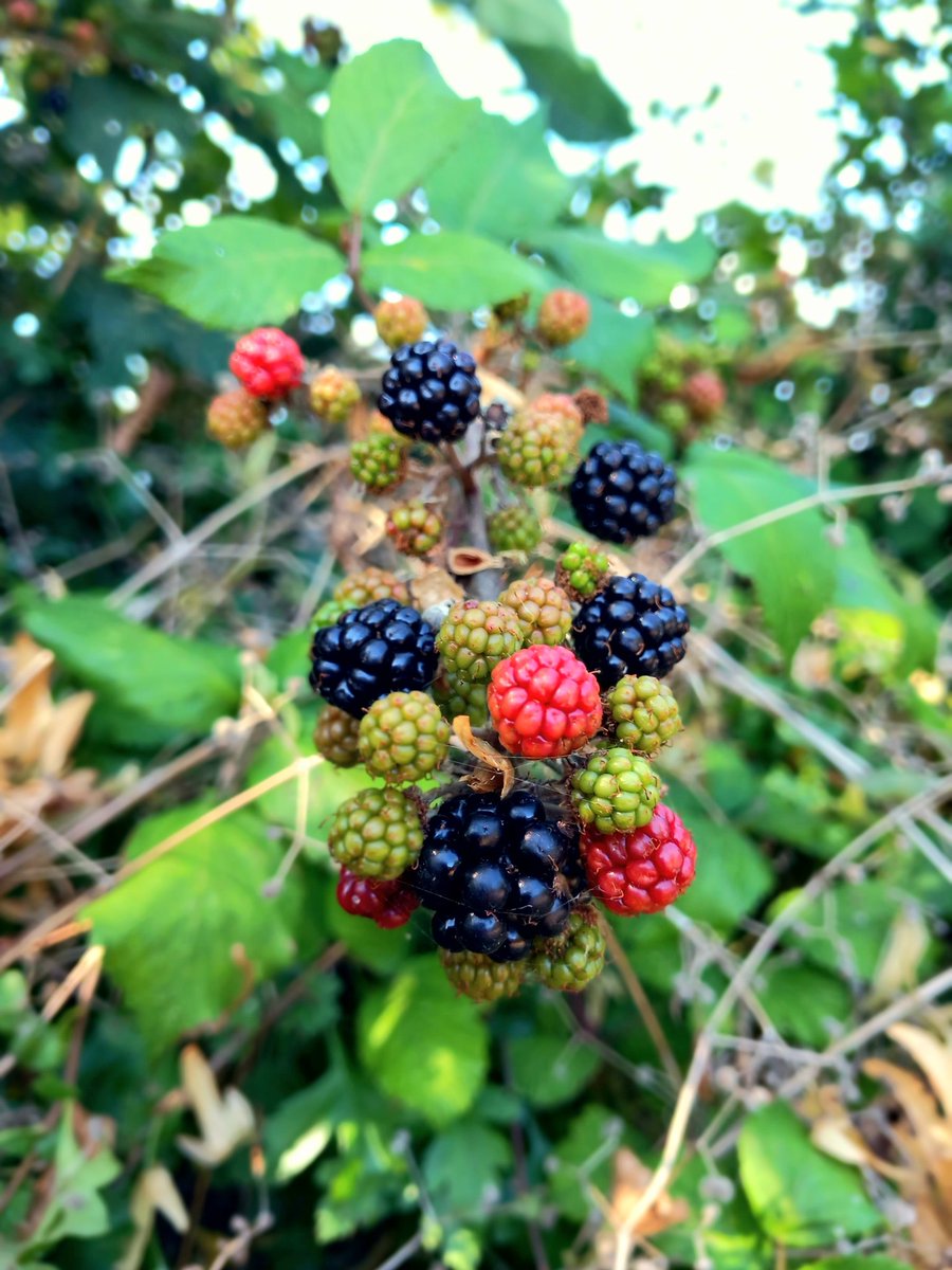 quirkiebird's tweet image. Currently ... 🚶🏿‍♀️📷🌿🌺🍃
#natureviews 🌿🍃