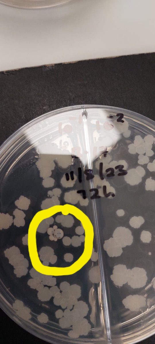 🦠🔍 During one of our experiments, we stumbled upon this charming bacterial colony that couldn't resist showing off its best smiley face! Sometimes, even the simplest experiments can lead to the coolest results. So, stay curious, and keep exploring! 😊🧪#MicrobialArtistry
