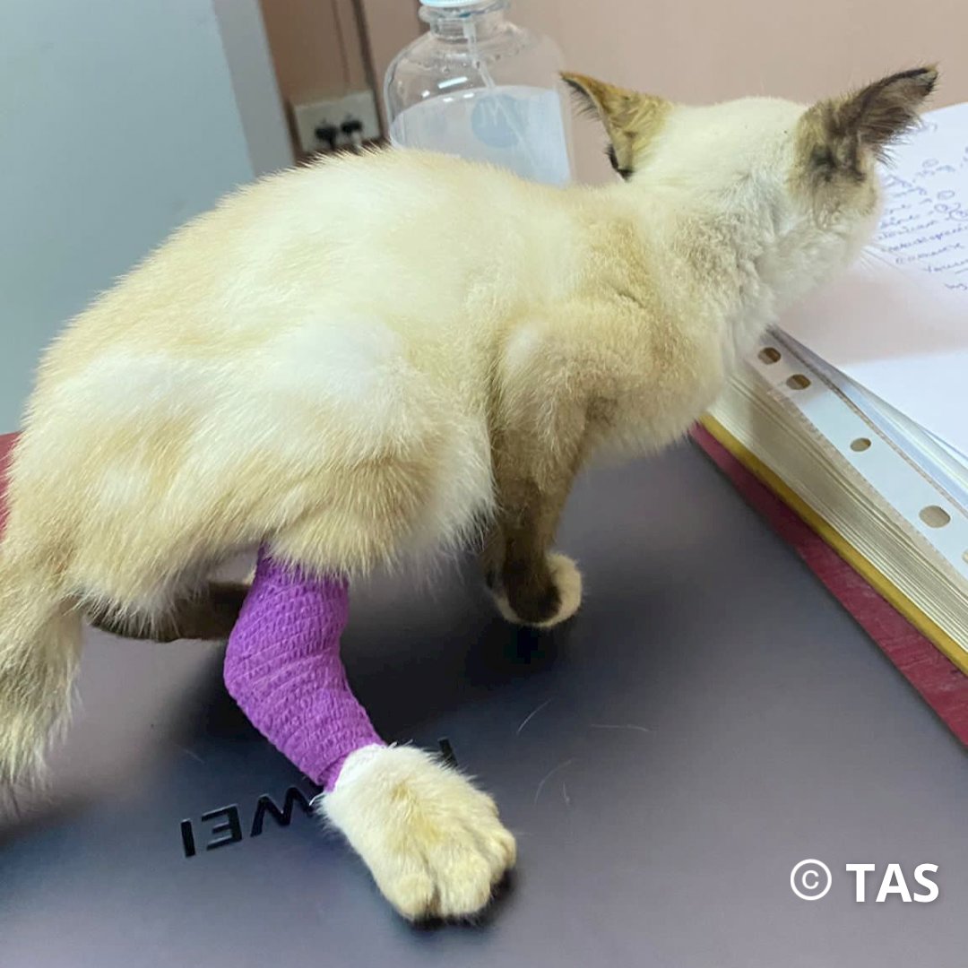 Before and after- this kitten was left with a rotting leg by her owner. Now she is at our sanctuary recovering after a successful amputation. She is looking for a new home. #kitten #3leggedcat #ADOPT #AdoptDontShop #adoptable #cats #CatsofTwittter