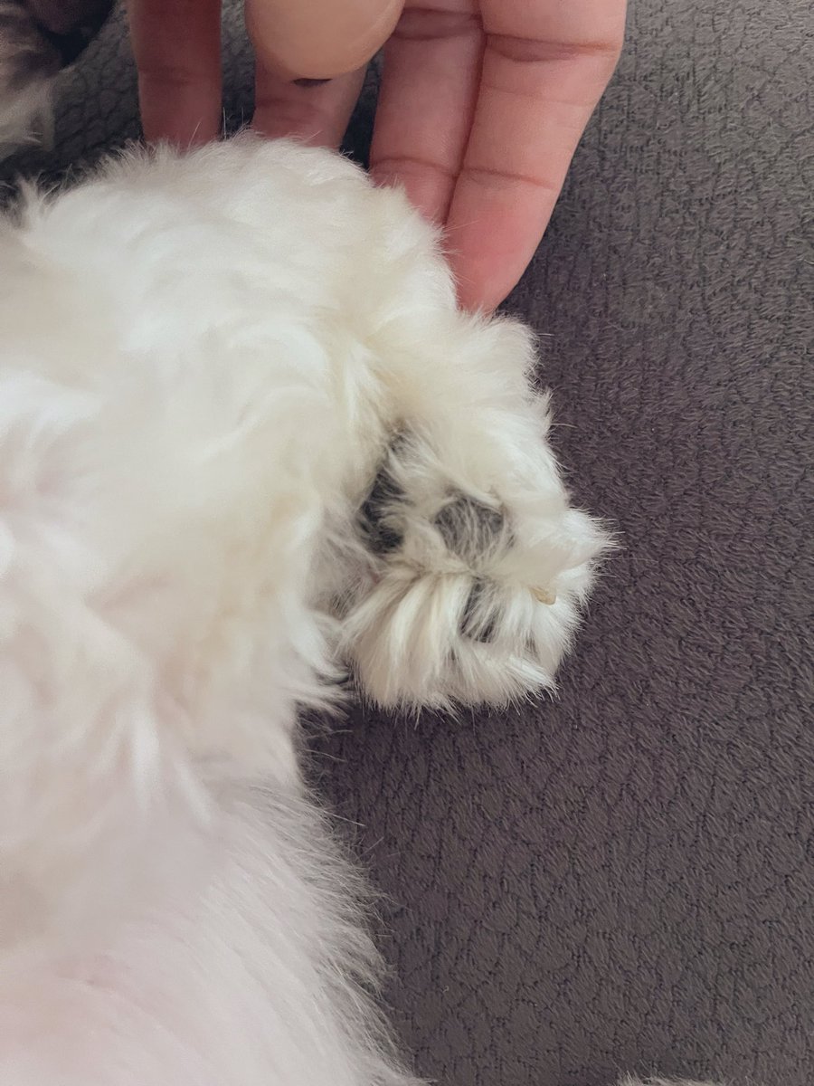 Ya salak mısınnn? Patiye bakk