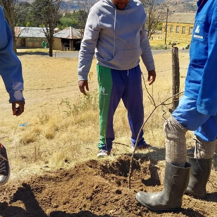 Limomonane Trust tweet media