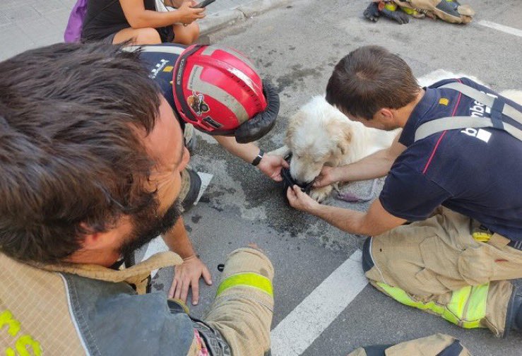 Anna Punsí (@punsix) on Twitter photo Un gos es volia llançar des d’un tercer pis a Terrassa. Els veïns alerten. La <a href="/PoliciaTrs/">Policia Terrassa</a> i els <a href="/bomberscat/">Bombers</a> descobreixen que portava 3 dies tancat al balcó sense aigua, ni menjar i a quasi 40 graus. El propietari ha estat denunciat. El gos, salvat. Fotos via <a href="/PoliciaTrs/">Policia Terrassa</a>. Un gos es volia llançar des d’un tercer pis a Terrassa. Els veïns alerten. La <a href="/PoliciaTrs/">Policia Terrassa</a> i els <a href="/bomberscat/">Bombers</a> descobreixen que portava 3 dies tancat al balcó sense aigua, ni menjar i a quasi 40 graus. El propietari ha estat denunciat. El gos, salvat. Fotos via <a href="/PoliciaTrs/">Policia Terrassa</a>.