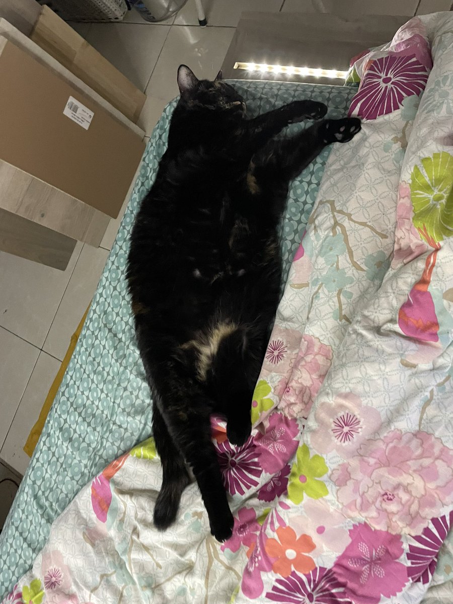 Rheathecats's tweet photo. @GrisetteJe @FelineRiley Jo te comprond copine moi aussi en heraultie jenpoplous https://t.co/2L7Te9TERb