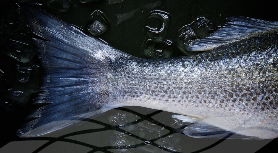 👀Interesting article on the blue circularity of fishing &amp; how discarded fish is used

The article is published by <a href="/PortofBarcelona/">Port of Barcelona</a> &amp; highlights <a href="/WaSeaBi/">WaSeaBi</a> as a European project that is developing new aquaculture utilisation concepts

Read the article here 👉shorturl.at/yDJMY