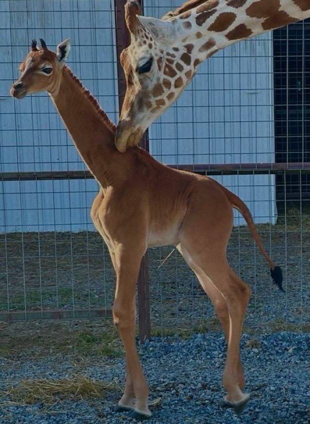 Le jeune #girafe, qui n'a pas de taches, est né à la fin de juillet dans l'un des #zoos de l'état américain de #Tennessee, devenant le seul représentant de son espèce avec une couleur similaire.

#TennesseeZoo #EtatsUnis
