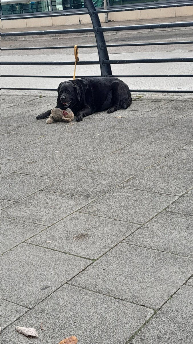 wrigz37's tweet photo. This good boy waiting patiently with his Teddy. #dog https://t.co/lMUSlURYKB