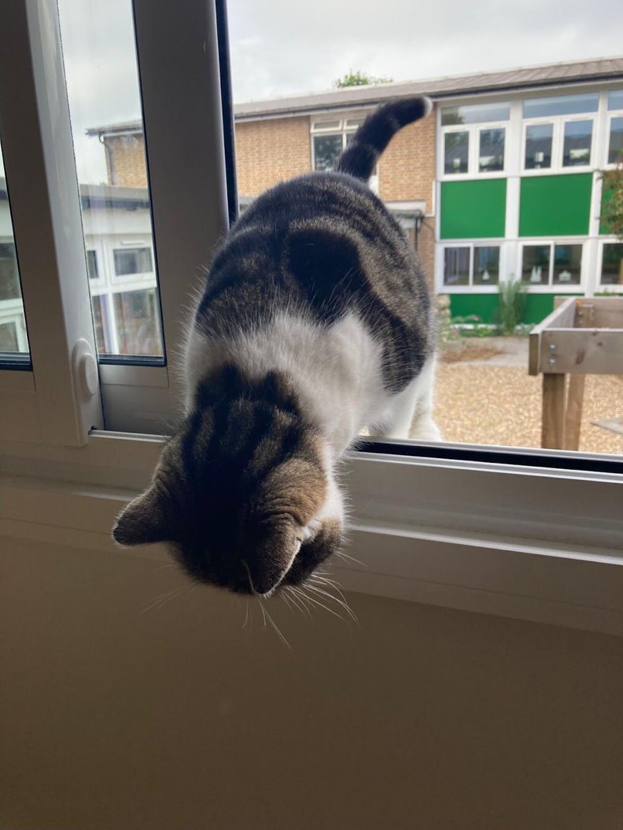 OutwoodsCat's tweet photo. There’s no need to be sarky! I know I’ve got two cat flaps and there’s several doors propped open, but I felt like taking on the high window challenge today! 
#Catsoftwitter #cats #Hedgewatch https://t.co/L5UIqlONZR
