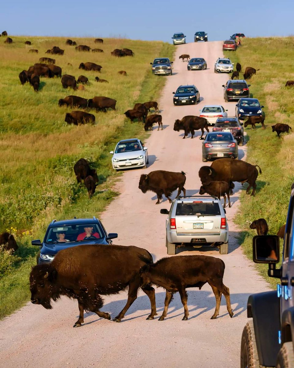 Junaidk84377239's tweet photo. You don’t hear about many traffic jams that anyone truly enjoys - except in Custer! 

Mark your calendar for September 28-30 for the annual Buffalo Roundup and Arts Festival!

#custersd #buffalo #vacation #family #traffic #southdakota #blackhills https://t.co/0G4tThu2zG